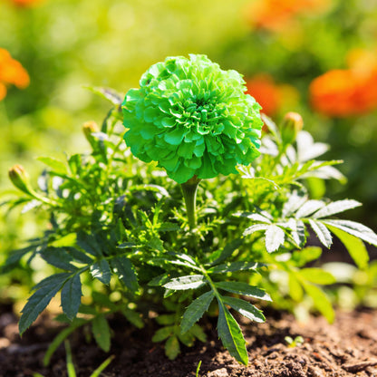 Green Marigold Flower Seeds for Planting – Ornamental Blooms for Home Garden