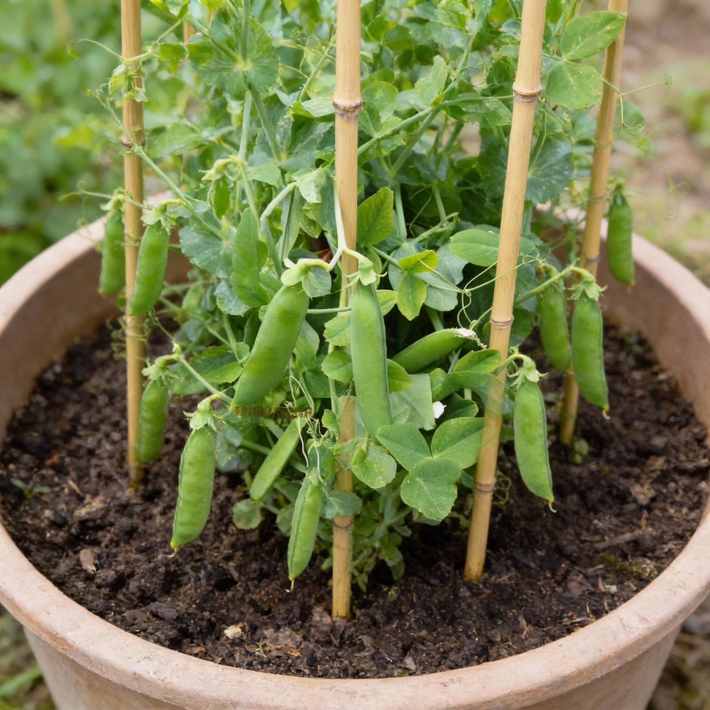 Kelvedon Wonder Pea Seeds for Planting