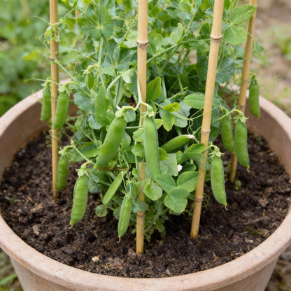 Kelvedon Wonder Pea Seeds for Planting