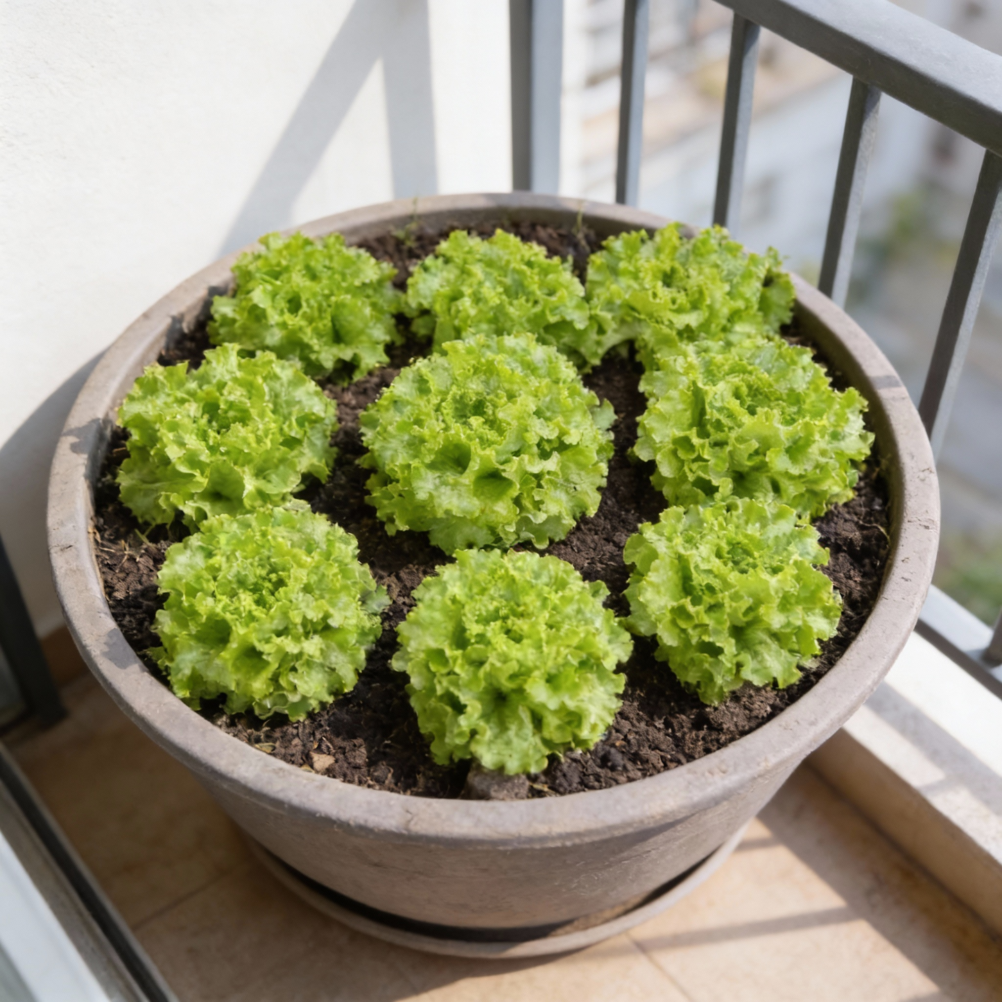 Tripoli Lettuce Seeds for Planting