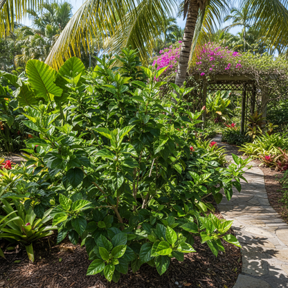 Blue Pink Hibiscus Flower Seeds for Planting