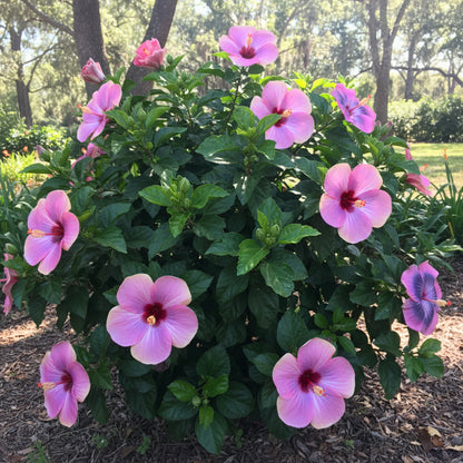 Rare Semi Blue-White Cream Hibiscus Flower Seeds for Planting