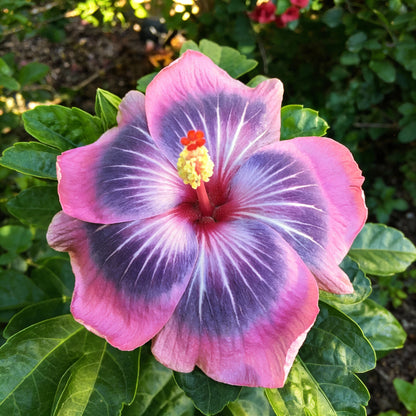 Rare Semi Blue-White Cream Hibiscus Flower Seeds for Planting