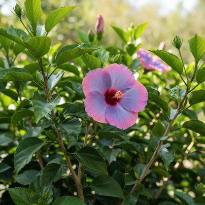 Blue Pink & Purple Hibiscus Seeds for Planting – Colorful Perennial Flowering Plant