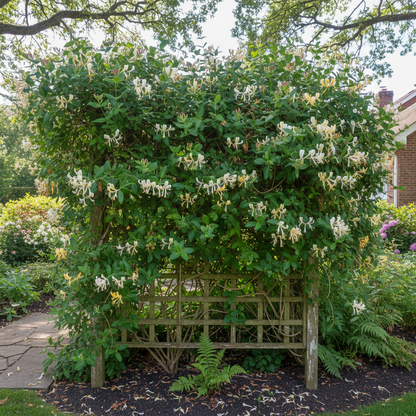 Honeysuckle Flower Seeds – Climbing Blooms for Planting