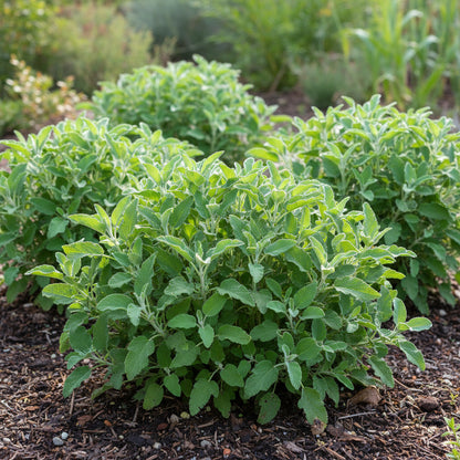 Salvia spathacea Seeds for Planting – Hummingbird Sage Fragrant Perennial Flower Seeds