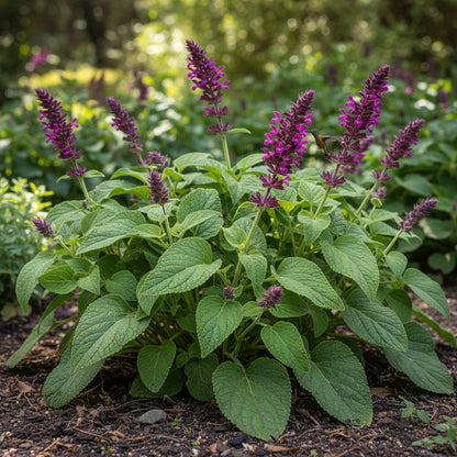 Salvia spathacea Seeds for Planting – Hummingbird Sage Fragrant Perennial Flower Seeds