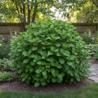 Burgundy Hydrangea Flower Seeds for Planting