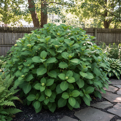 Burgundy Hydrangea Flower Seeds for Planting