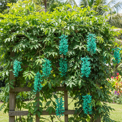 Jade Vine Flower Seeds – Rare Aqua Blue Exotic Climber