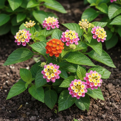 Mixed Lantana Camara Seeds for Planting – Colorful Hardy Perennial Flower Seeds