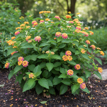 Mixed Lantana Camara Seeds for Planting – Colorful Hardy Perennial Flower Seeds