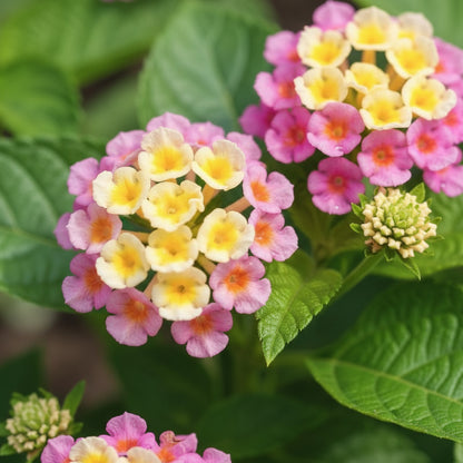 Mixed Lantana Camara Seeds for Planting – Colorful Hardy Perennial Flower Seeds