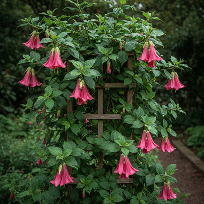 Lapageria Rosea Flower Seeds for Planting – Exotic Chilean Bell Vine for Elegant Gardens