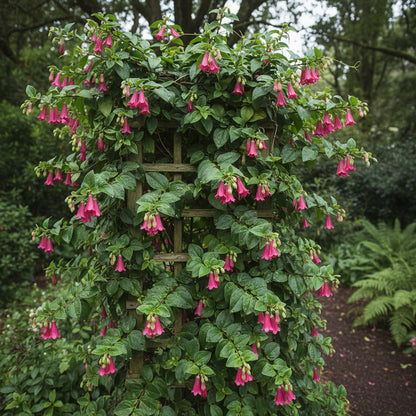 Lapageria Rosea Flower Seeds for Planting – Exotic Chilean Bell Vine for Elegant Gardens