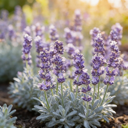 Lavandin Seeds for Planting (Lavandula intermedia) – Fragrant Perennial Flower Seeds