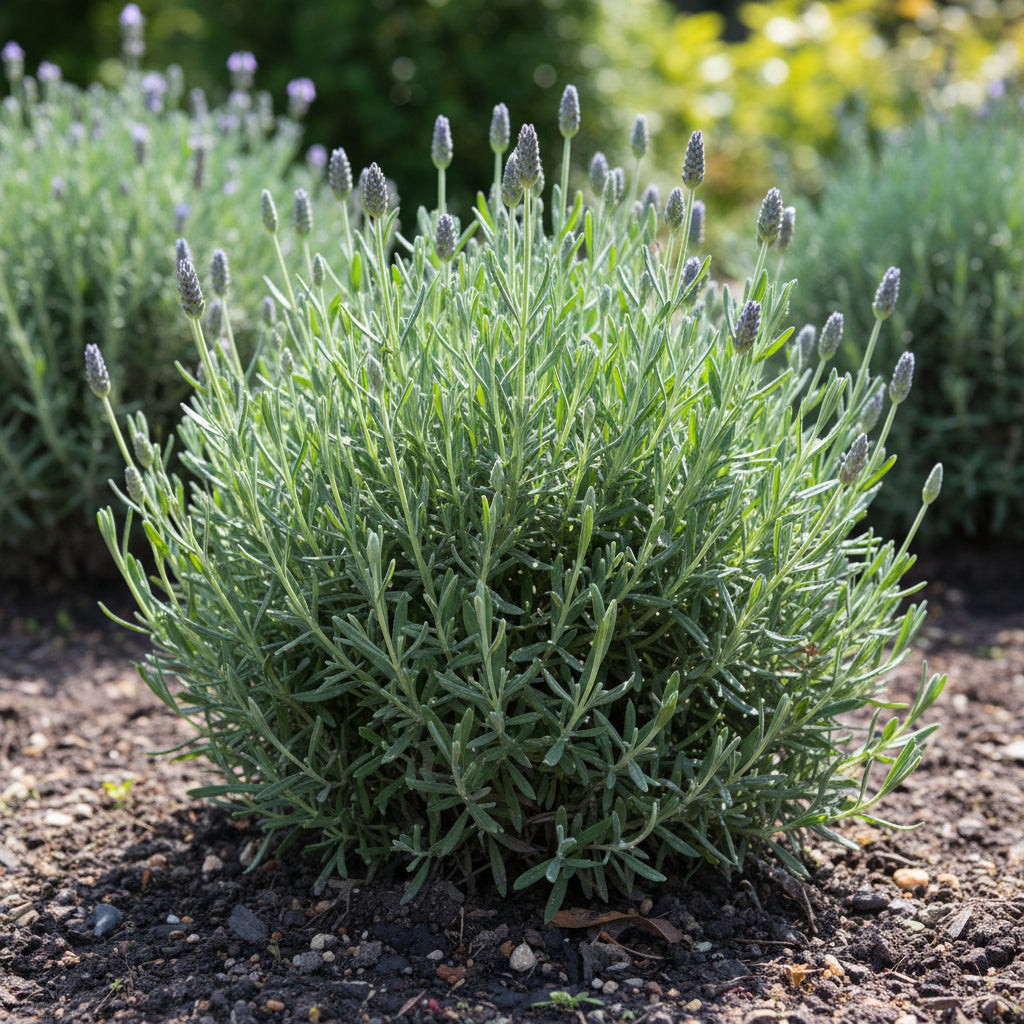Lavandin Seeds for Planting (Lavandula intermedia) – Fragrant Perennial Flower Seeds