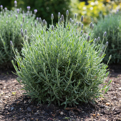 Lavandin Seeds for Planting (Lavandula intermedia) – Fragrant Perennial Flower Seeds