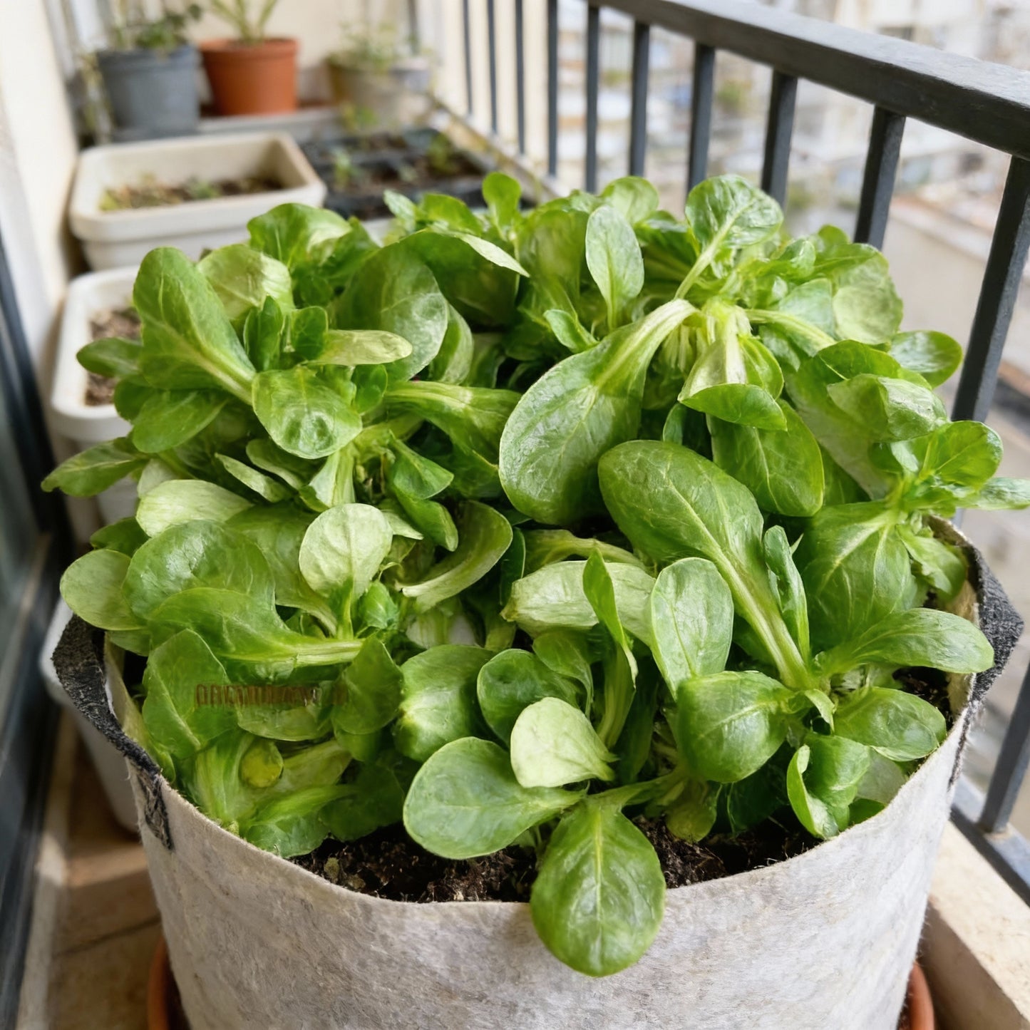 Corn Salad Verte De Cambrai Seeds for Planting