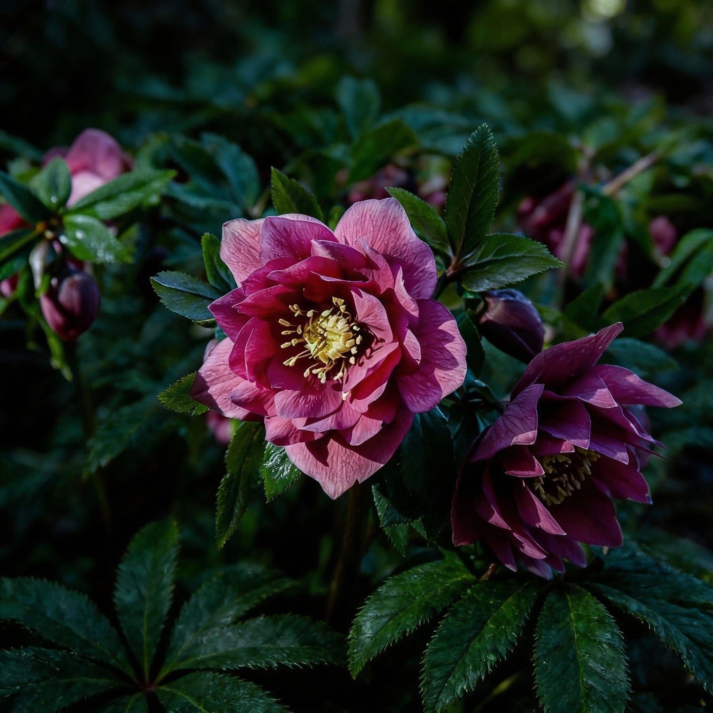 Lenten Rose Seeds for Planting