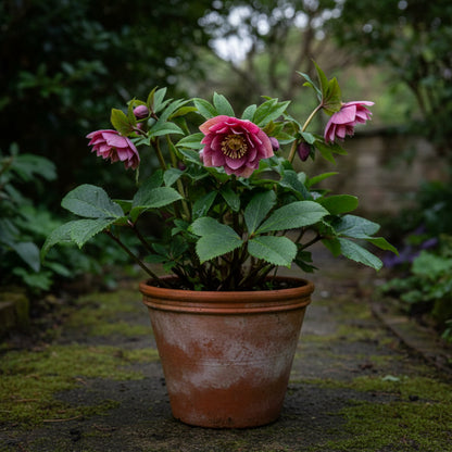 Lenten Rose Seeds for Planting