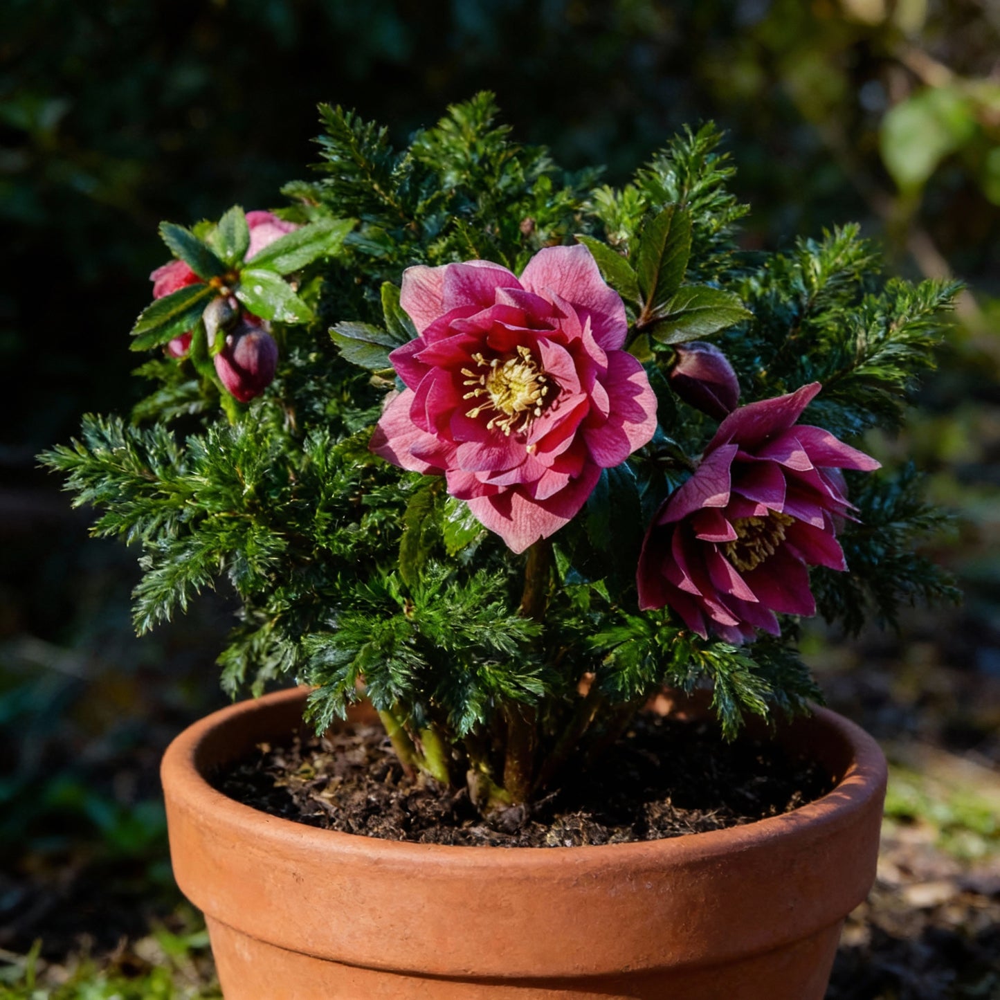 Lenten Rose Seeds for Planting