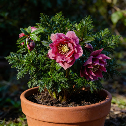 Lenten Rose Seeds for Planting