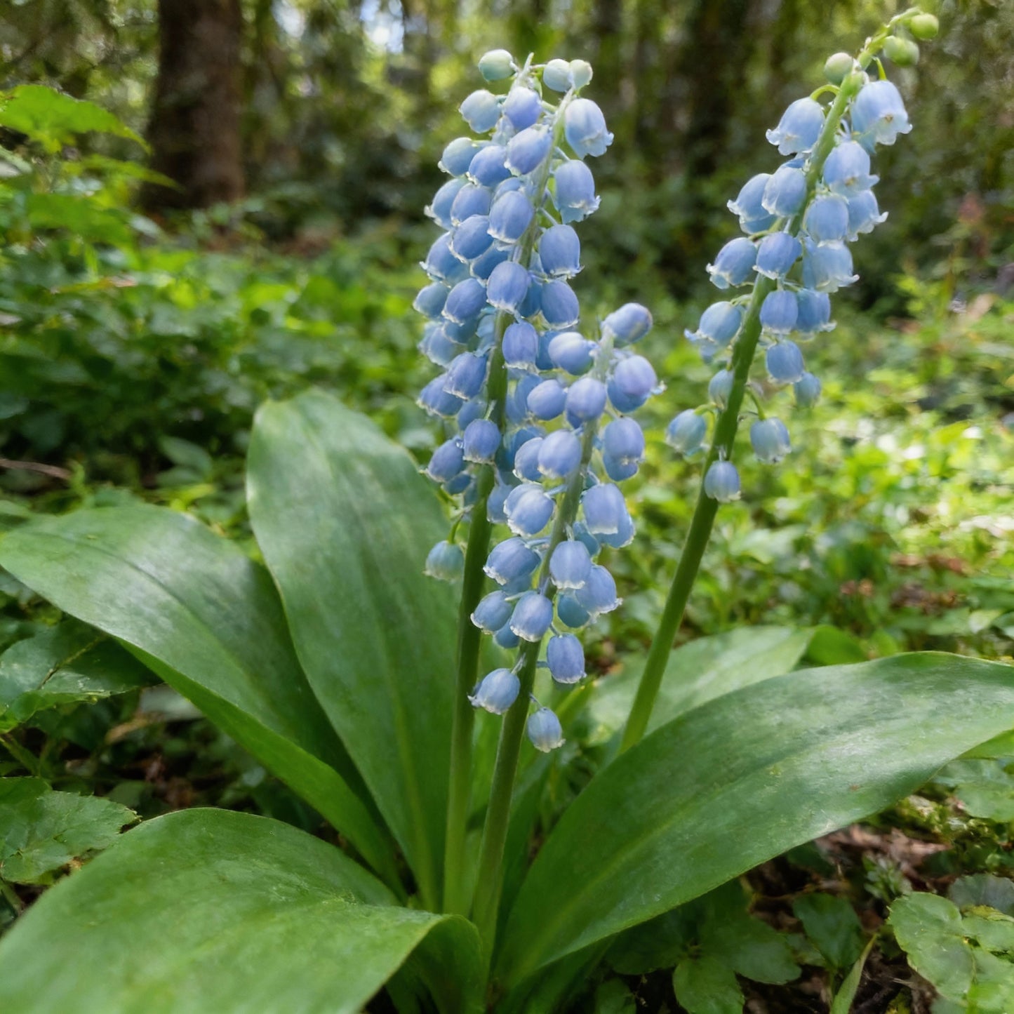 Blue Lily of the Valley Flower Seeds for Planting – Rare Elegant Perennial Blooms