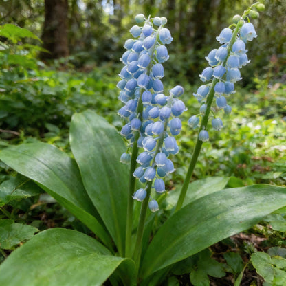 Blue Lily of the Valley Flower Seeds for Planting – Rare Elegant Perennial Blooms