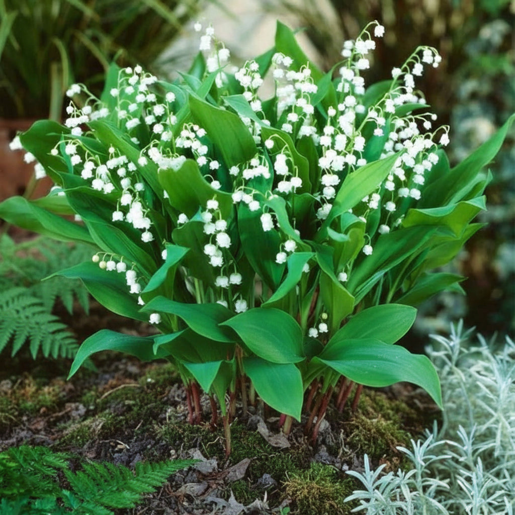 White Lily of the Valley Flower Seeds for Planting – Elegant Fragrant Perennial Blooms