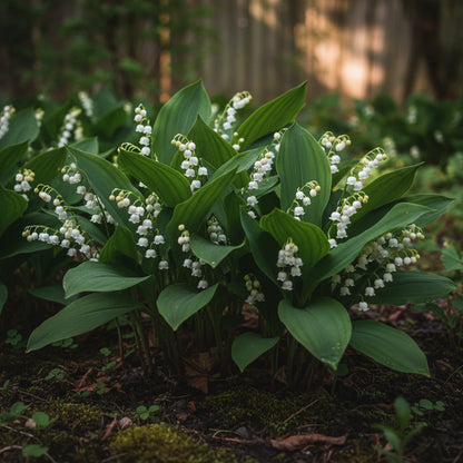 White Lily of the Valley Flower Seeds for Planting – Elegant Fragrant Perennial Blooms