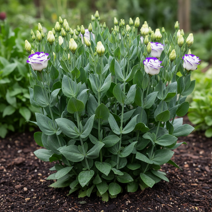 Purple & White Lisianthus Flower Seeds – Elegant Dual-Tone Blooms