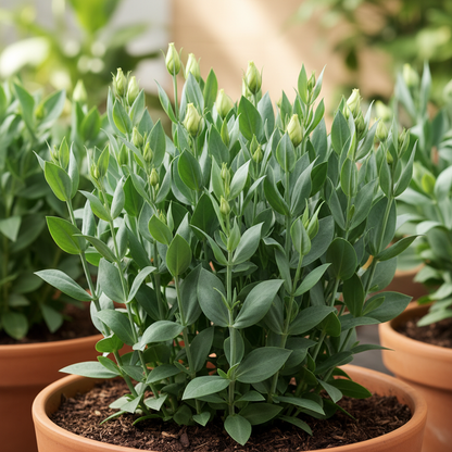 Purple & White Lisianthus Flower Seeds – Elegant Dual-Tone Blooms