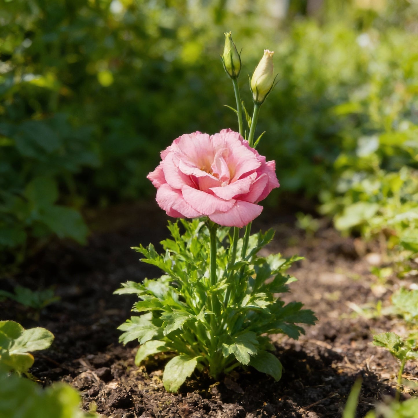 Mixed Lisianthus Flower Seeds for Planting (100 PCS) – Elegant Cut Flowers for Home Garden