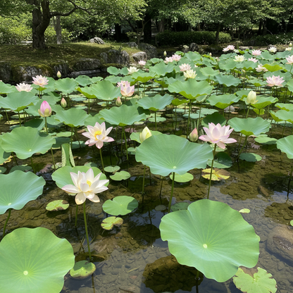 Premium Mix Lotus Flower Seeds - Lotus Flower Seeds for Garden