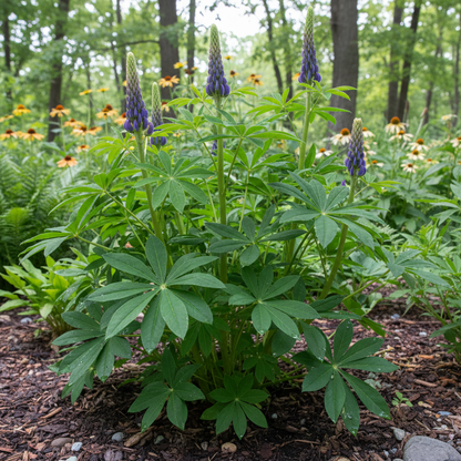 Lupine Flower Seeds - Mixed Lupine Flower Seeds for Garden