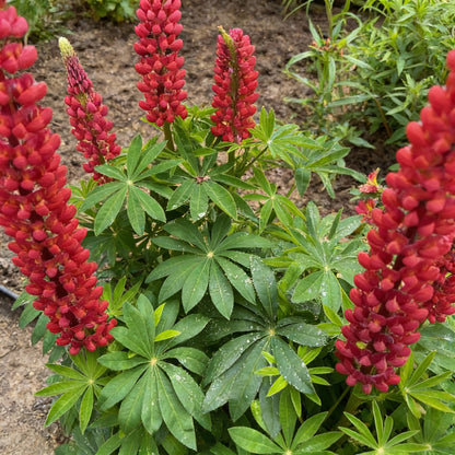 Lupinus Nootkatensis Flower Seeds – Lupine for Planting