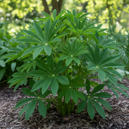 Lupinus Russellii Chandelier Flower Seeds for Garden Planting