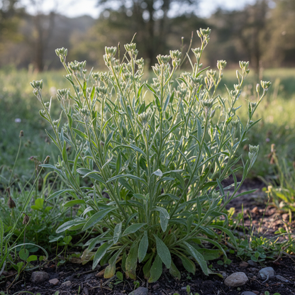 Night Scented Stock Seeds - Matthiola Bicornis Flower Seeds for Garden