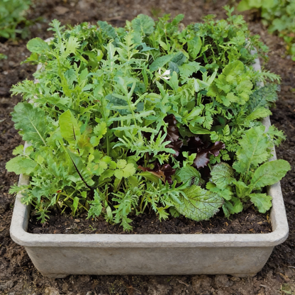 Mixed Oriental Leaves Vegetable Seeds for Planting