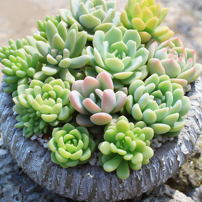 Anti Radiation Mix Succulents Seeds for Planting