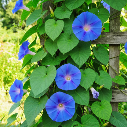 Giant Blue Moonflower Seeds – Night Blooming Fragrant Climber