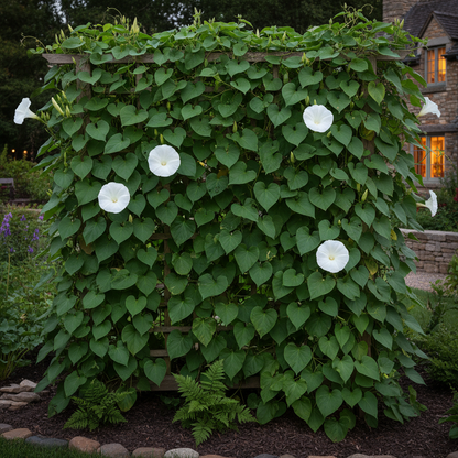 Moonflower Seeds Giant White for Garden Planting