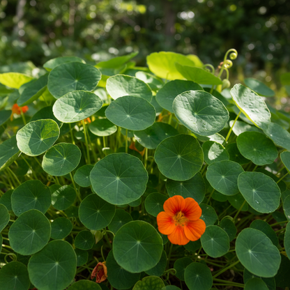 Nasturtium Ice Cream Sundae Seeds for Garden Planting