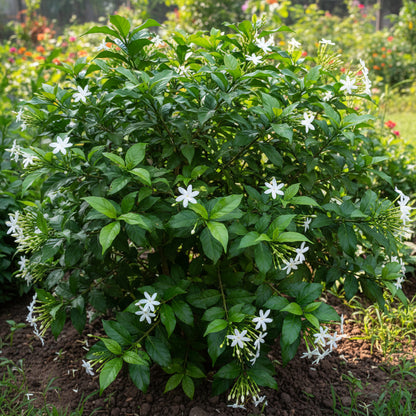 Night Flowering Jasmine Seeds for Planting (Cestrum nocturnum) – Raat Rani Fragrant Flower Seeds
