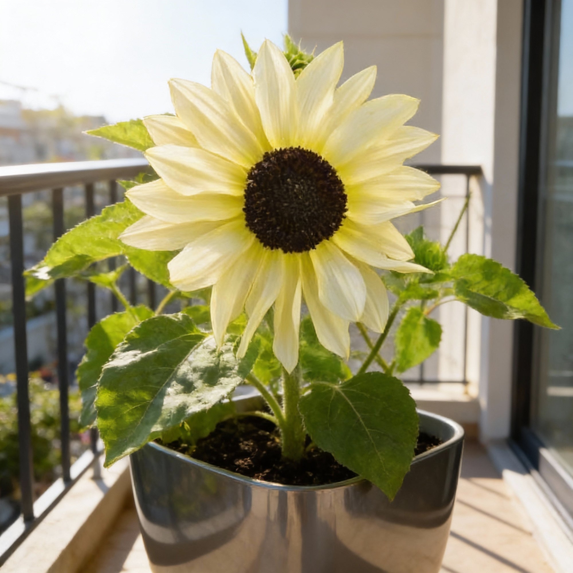 italian-white-sunflower-seeds-for-garden-planting