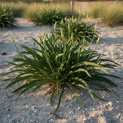 Pancratium Maritimum Seeds – Mediterranean Sea Daffodil Flower Seeds