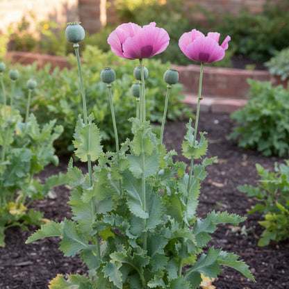 Papaver Somniferum Hens and Chickens Seeds for Planting – Unique Multi-Pod Poppy Blooms