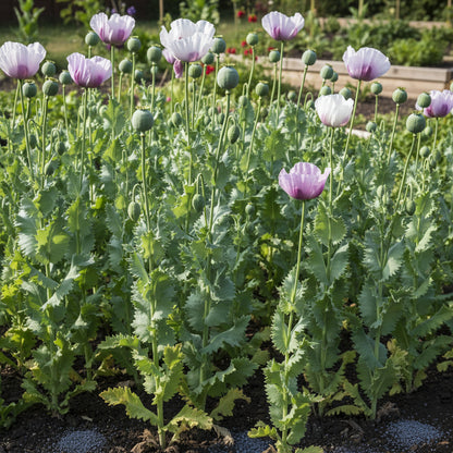 Papaver Somniferum Maanzaad Seeds for Planting – Dutch Poppy for Elegant Garden Blooms