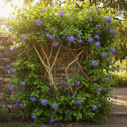 Petrea Volubilis Seeds - Queens Wreath Flower Seeds for Garden